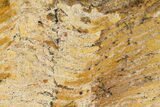 Strelley Pool Stromatolite Slab - Billion Years Old #150667-1